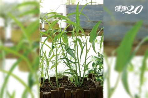 在家種植|陽台就是你的菜園！5種「盛夏蔬菜」在家就能自己種